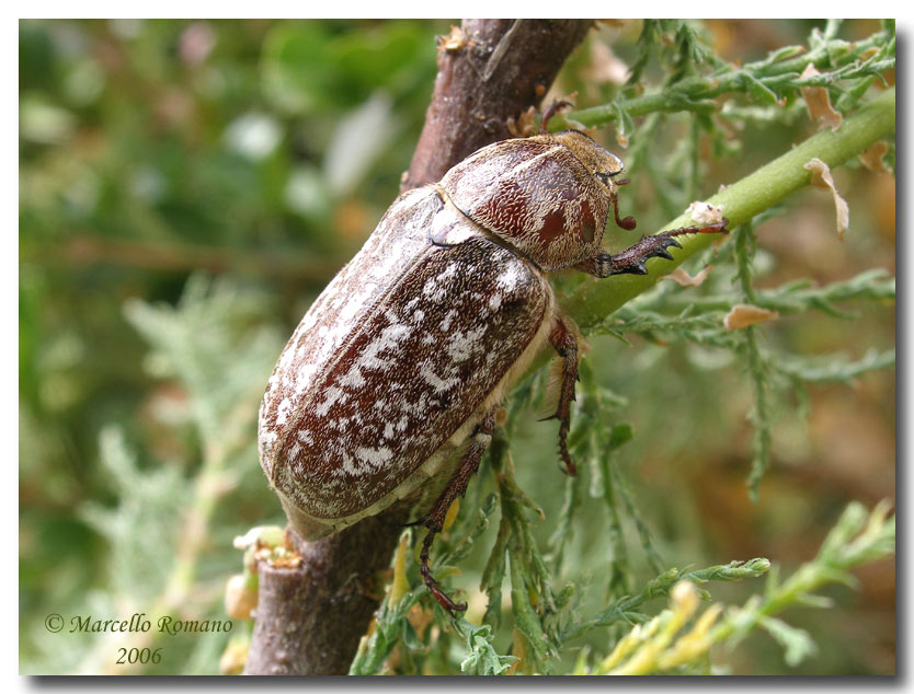 Appuntamento al buio!   Anoxia orientalis